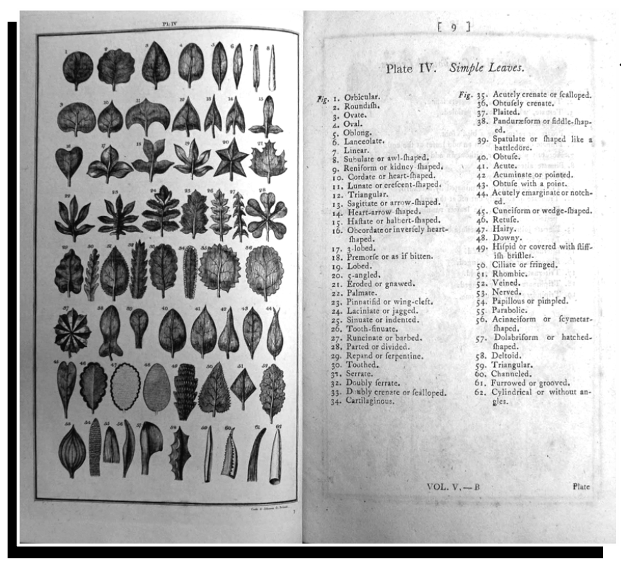 Systema Naturae is a grand taxonomy of nature by Carl Linnaeus that was published in 1735. The categorisations imagine that plants have vaginas and penises (some people of his day referred to plant sexuality as ‘coitus of vegetables’). This was obscene enough to shock female modesty, and beyond all decent limits. 